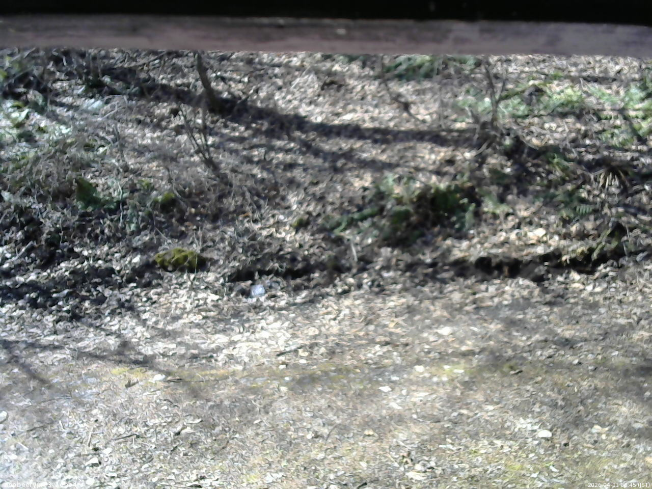 長野県菅平高原 ゆたか山荘 東側(坂下) 2026/04/11 08:45