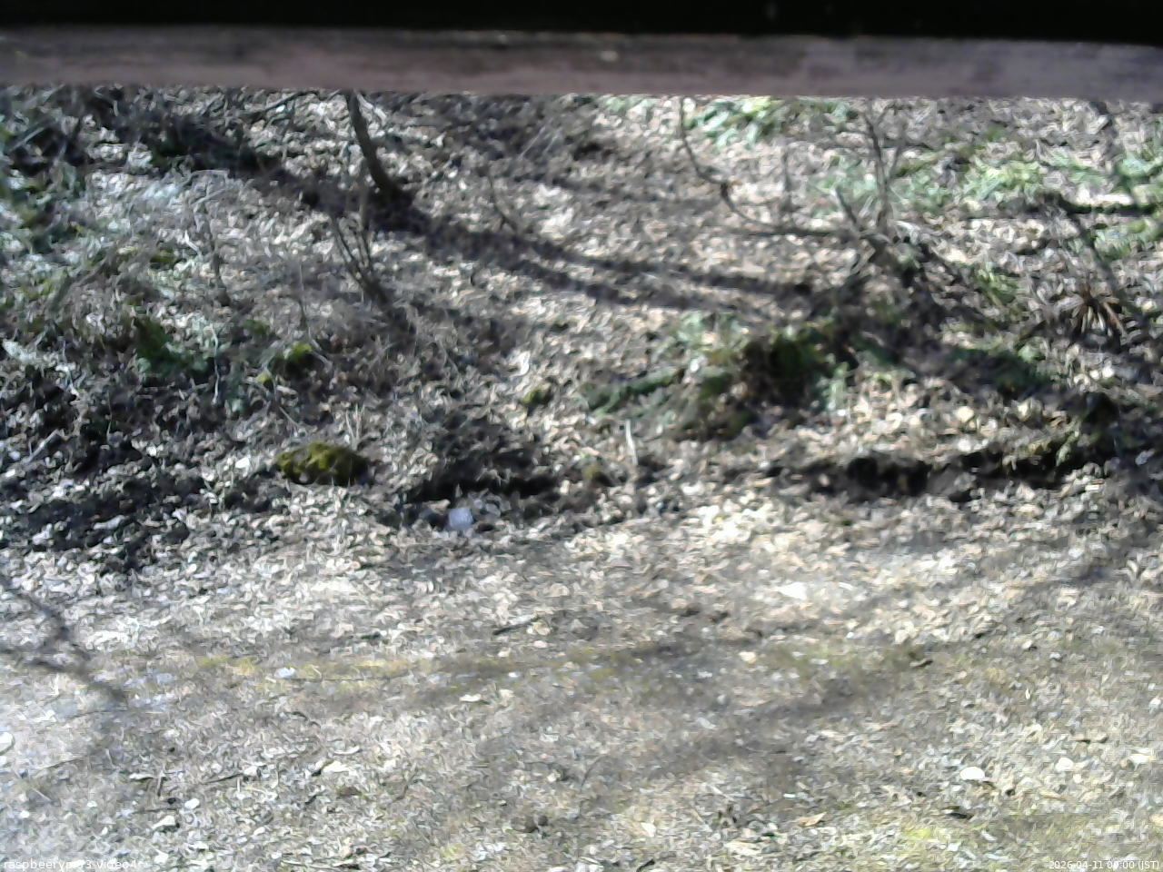 長野県菅平高原 ゆたか山荘 東側(坂下) 2026/04/11 09:00