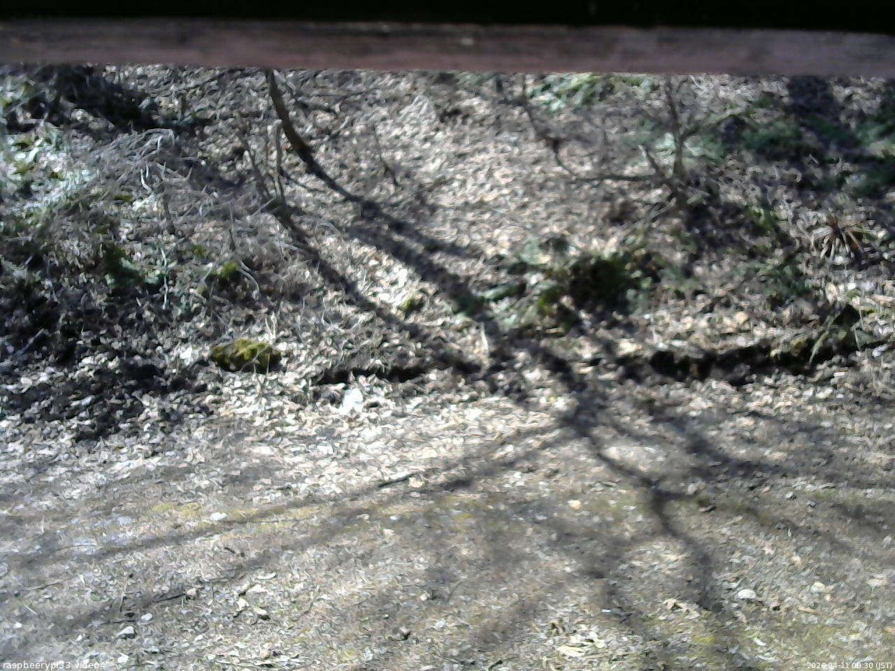 長野県菅平高原 ゆたか山荘 東側(坂下) 2026/04/11 09:30