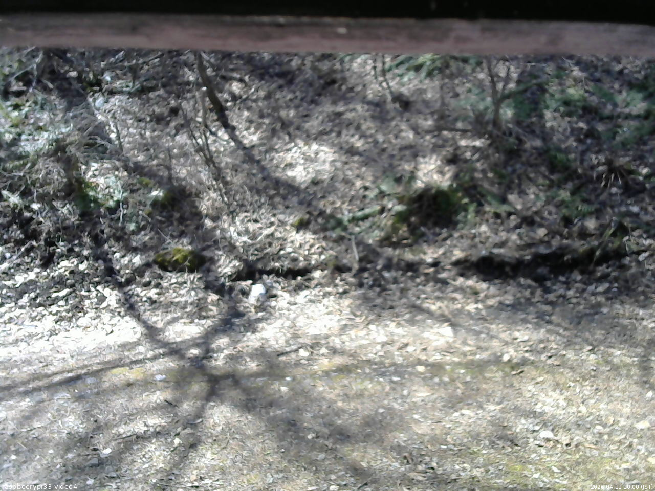 長野県菅平高原 ゆたか山荘 東側(坂下) 2026/04/11 10:00