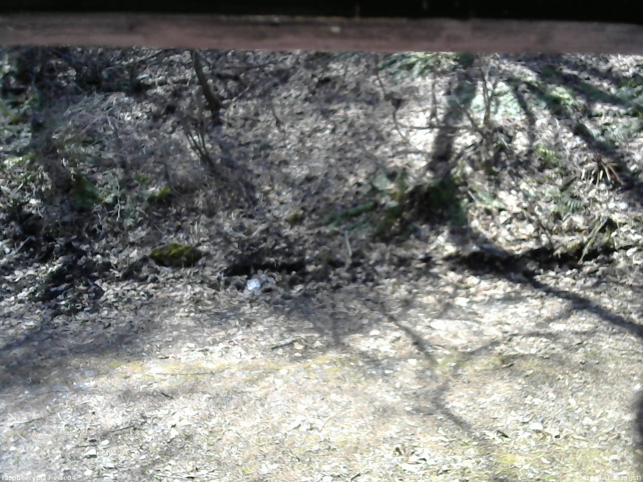 長野県菅平高原 ゆたか山荘 東側(坂下) 2026/04/11 10:30