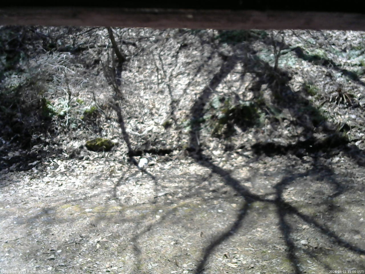 長野県菅平高原 ゆたか山荘 東側(坂下) 2026/04/11 11:00