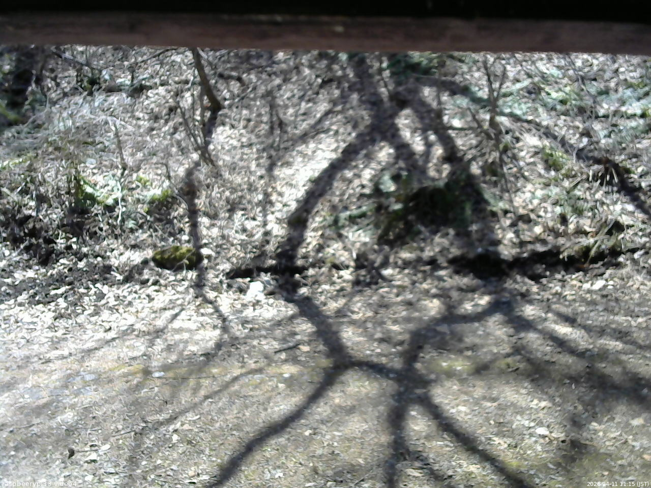 長野県菅平高原 ゆたか山荘 東側(坂下) 2026/04/11 11:15