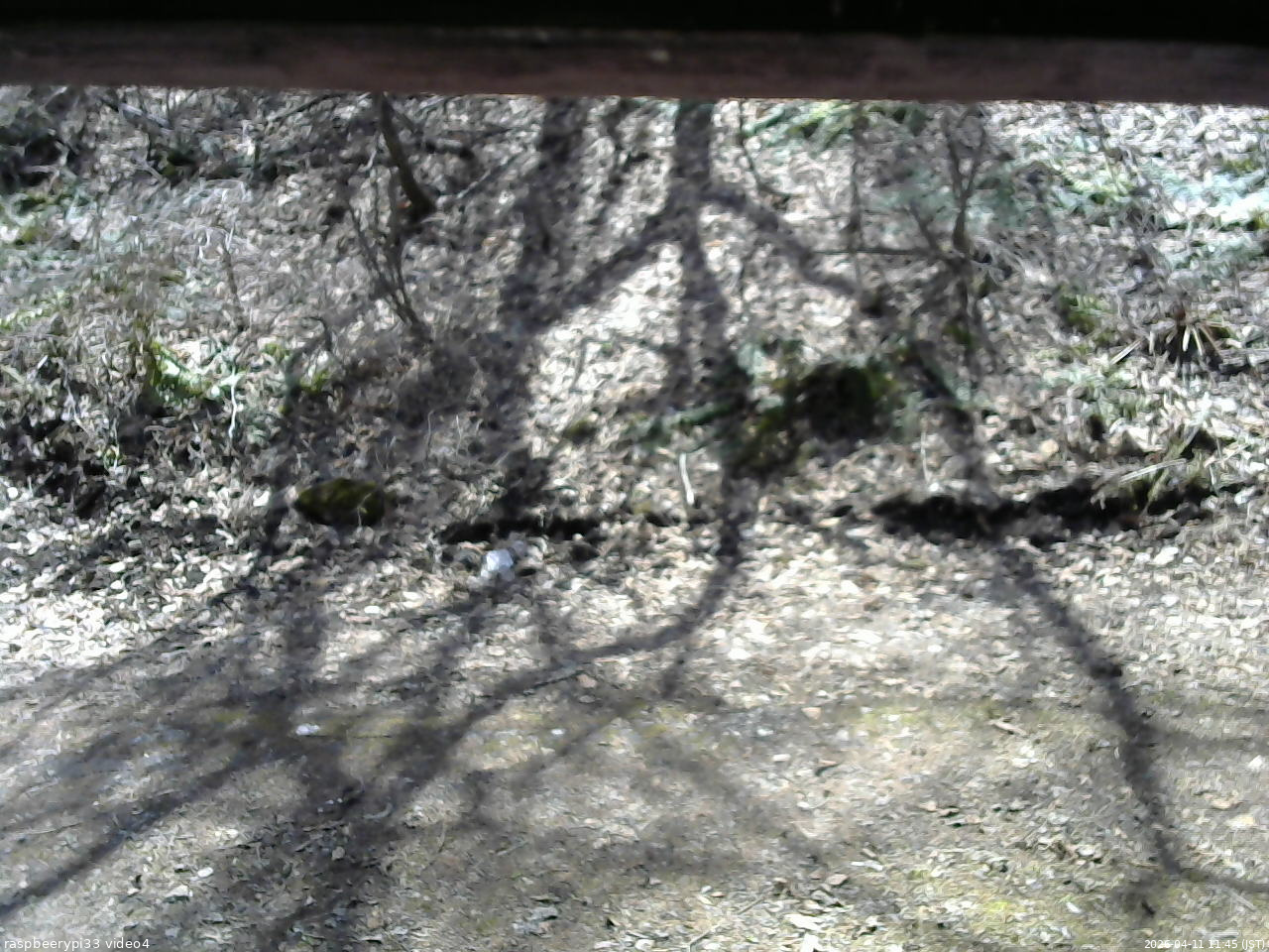 長野県菅平高原 ゆたか山荘 東側(坂下) 2026/04/11 11:45