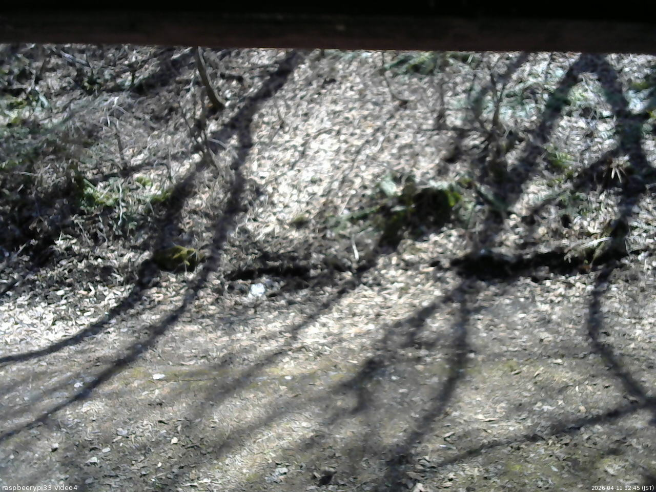 長野県菅平高原 ゆたか山荘 東側(坂下) 2026/04/11 12:45
