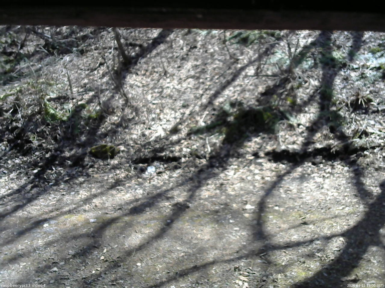 長野県菅平高原 ゆたか山荘 東側(坂下) 2026/04/11 13:00