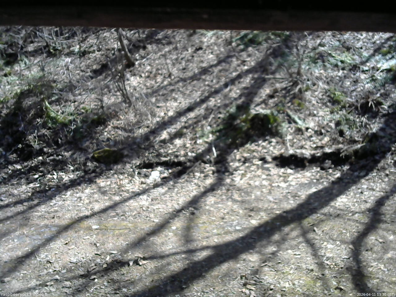 長野県菅平高原 ゆたか山荘 東側(坂下) 2026/04/11 13:30