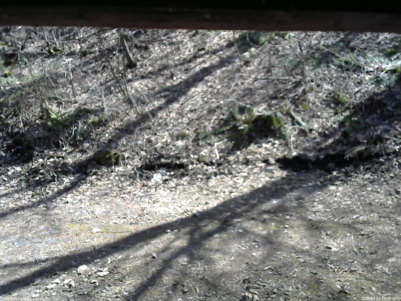 長野県菅平高原 ゆたか山荘 東側(坂下) 2026/04/11 14:00