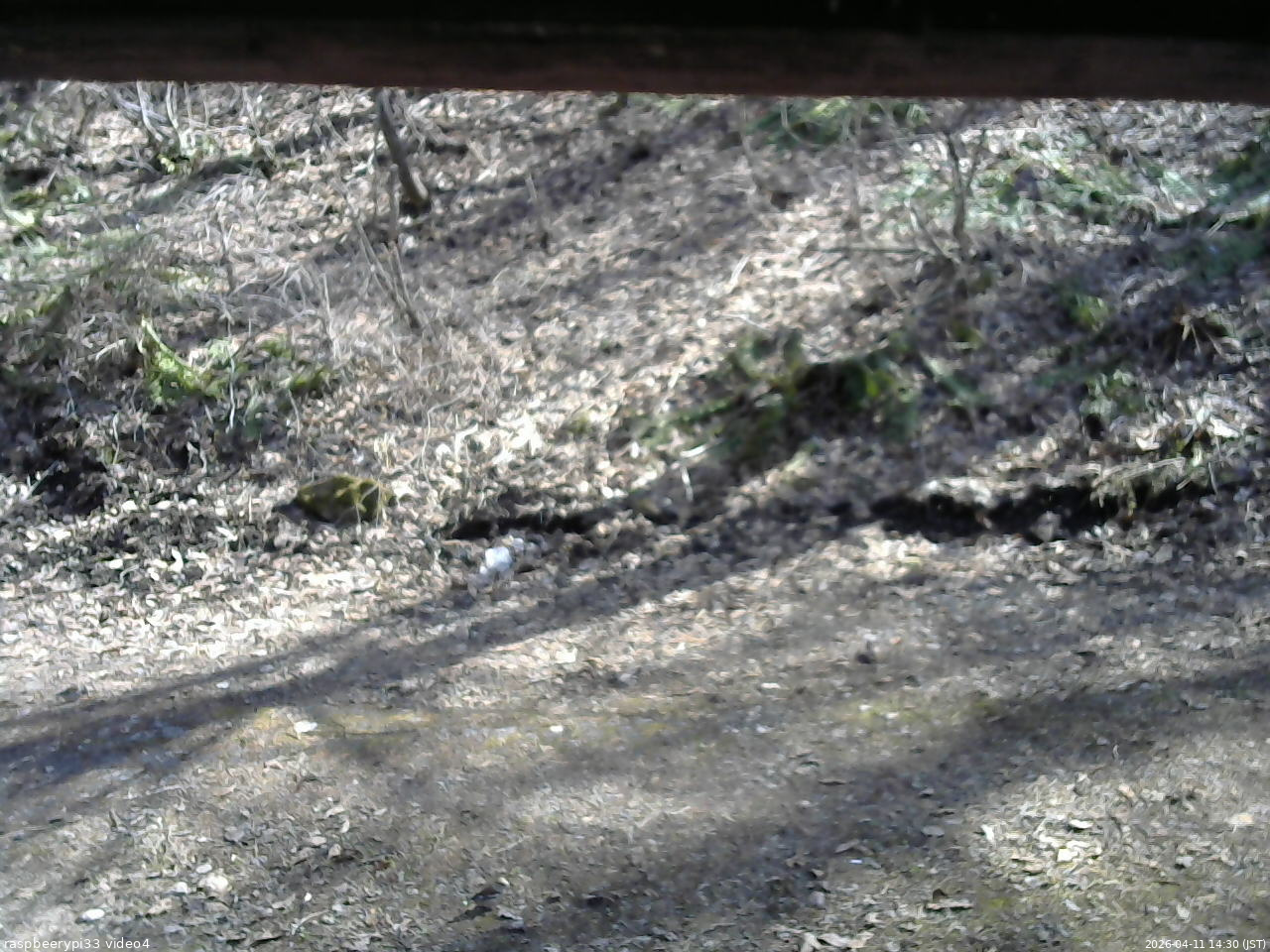 長野県菅平高原 ゆたか山荘 東側(坂下) 2026/04/11 14:30