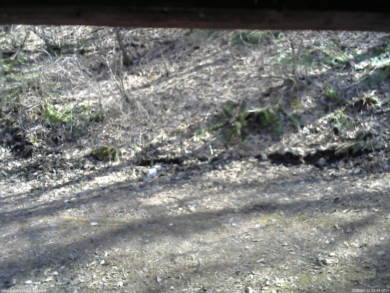 長野県菅平高原 ゆたか山荘 東側(坂下) 2026/04/11 14:45