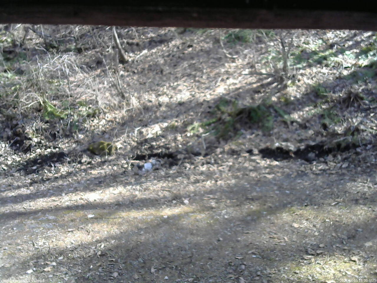 長野県菅平高原 ゆたか山荘 東側(坂下) 2026/04/11 15:00