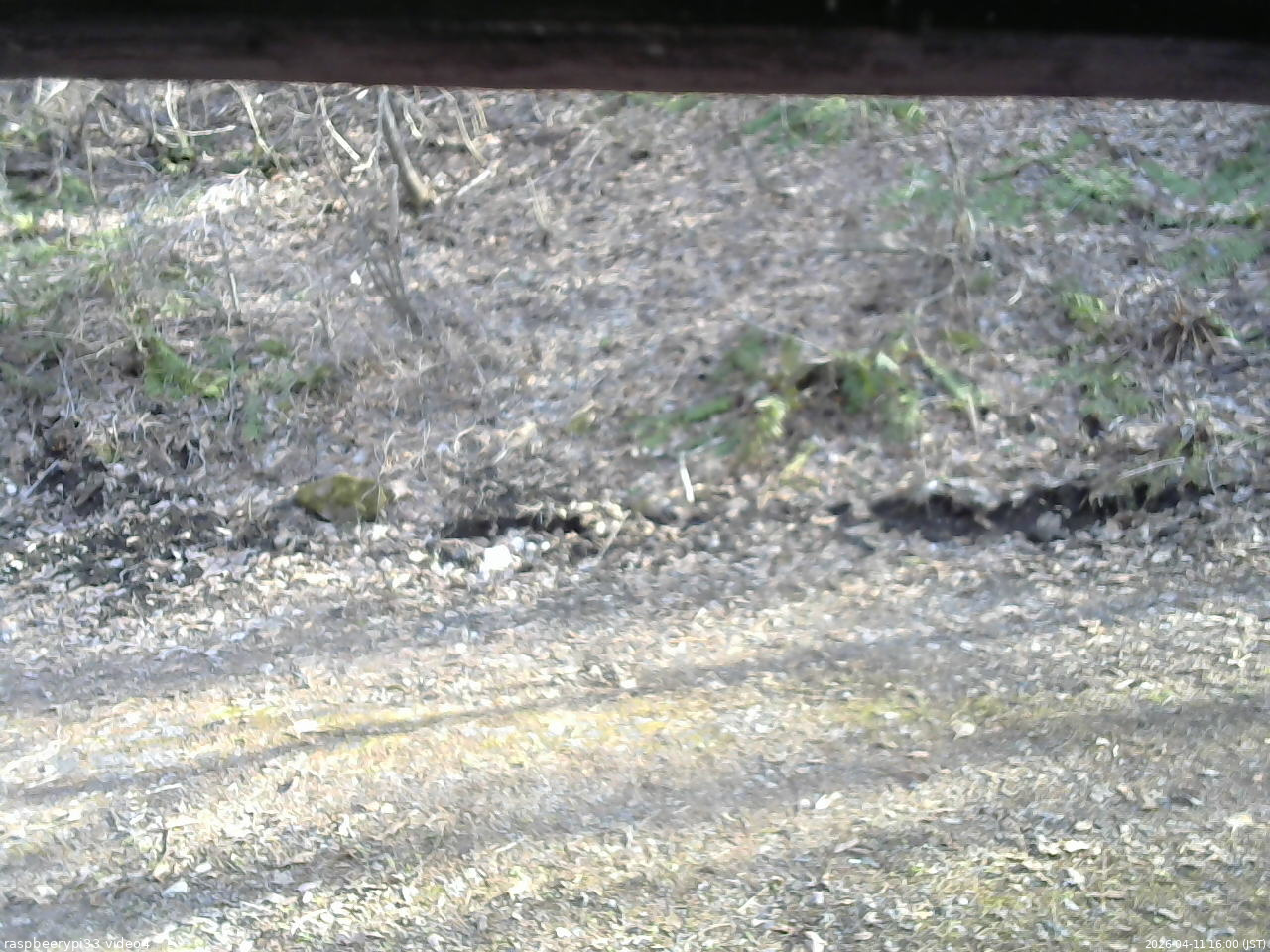 長野県菅平高原 ゆたか山荘 東側(坂下) 2026/04/11 16:00