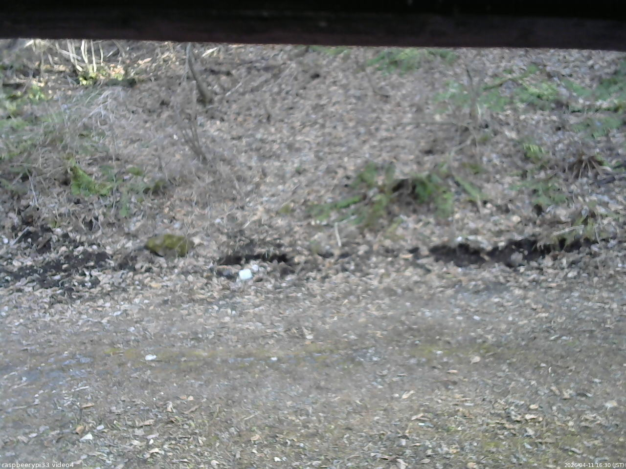 長野県菅平高原 ゆたか山荘 東側(坂下) 2026/04/11 16:30