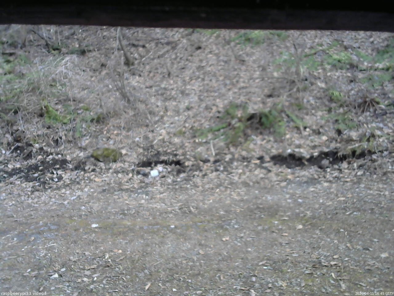 長野県菅平高原 ゆたか山荘 東側(坂下) 2026/04/11 16:45