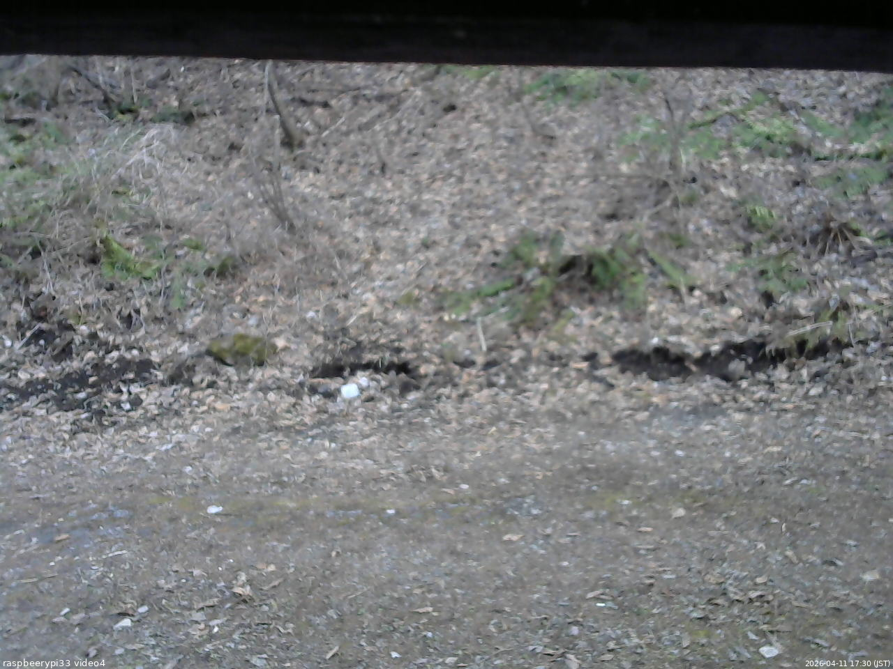 長野県菅平高原 ゆたか山荘 東側(坂下) 2026/04/11 17:30