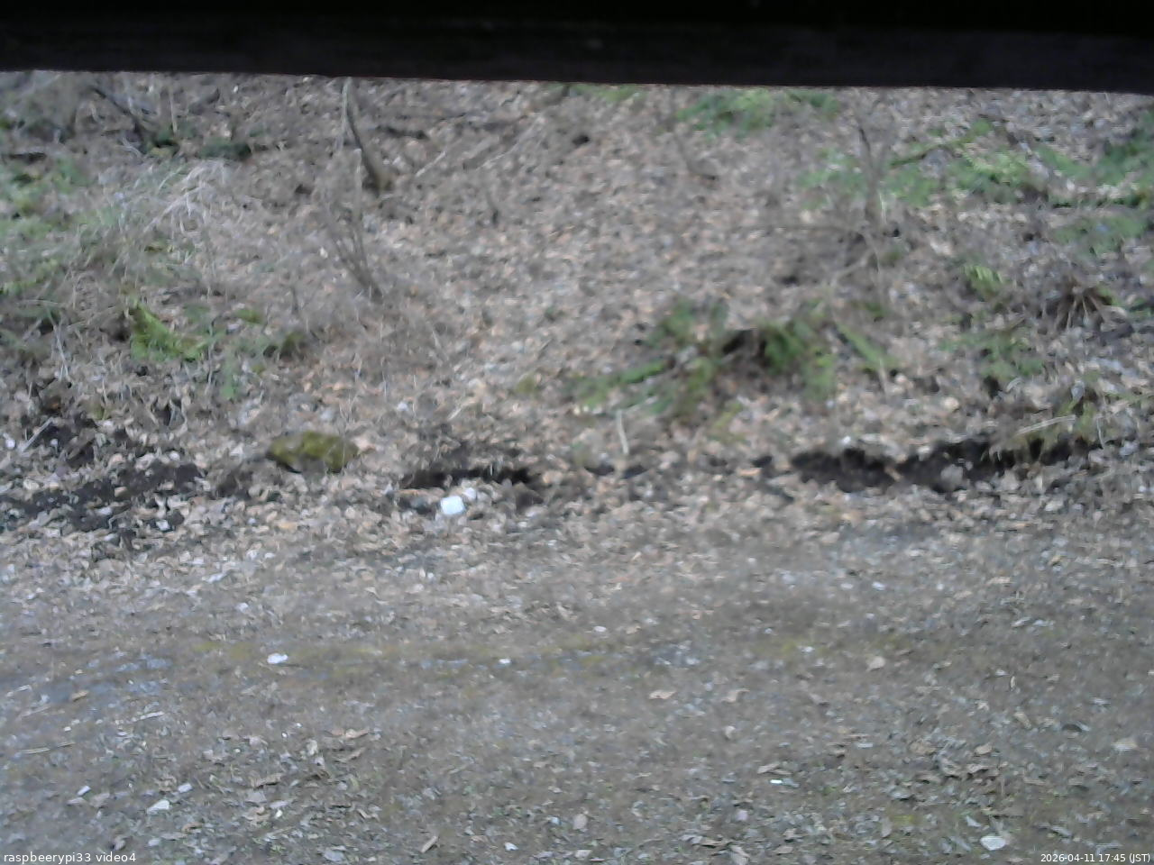 長野県菅平高原 ゆたか山荘 東側(坂下) 2026/04/11 17:45