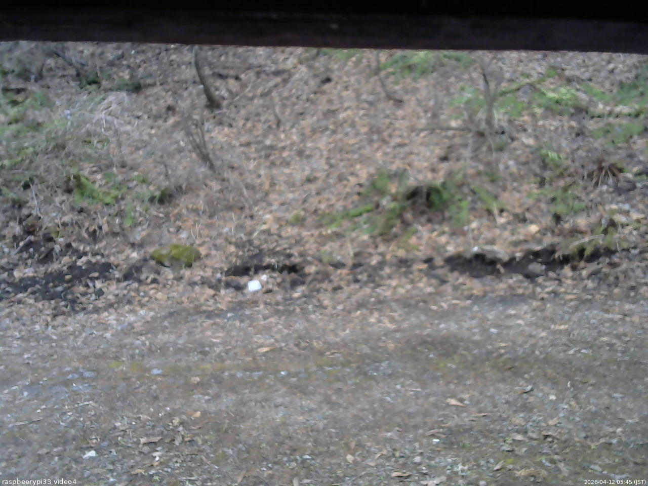 長野県菅平高原 ゆたか山荘 東側(坂下) 2026/04/12 05:45