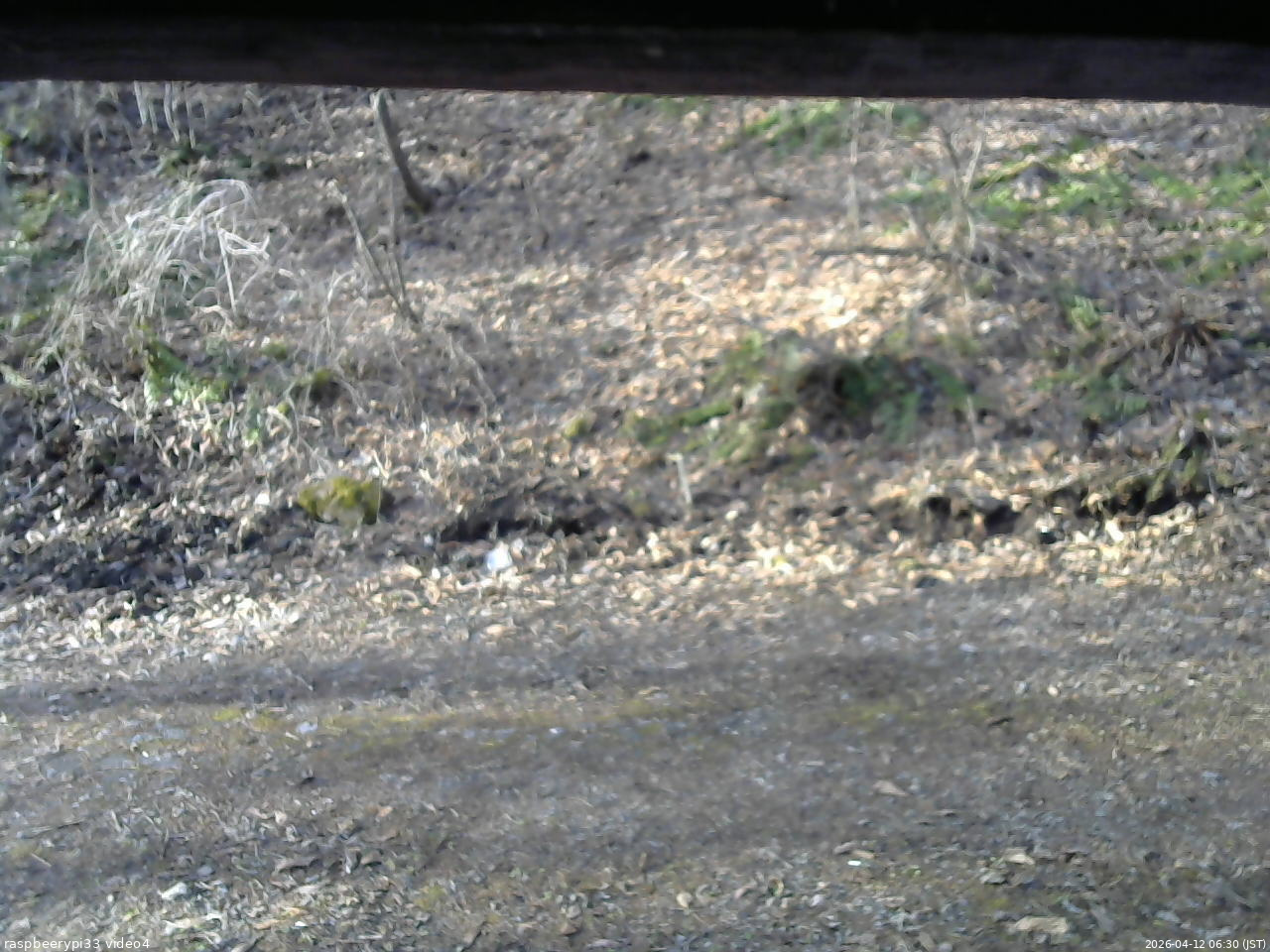 長野県菅平高原 ゆたか山荘 東側(坂下) 2026/04/12 06:30