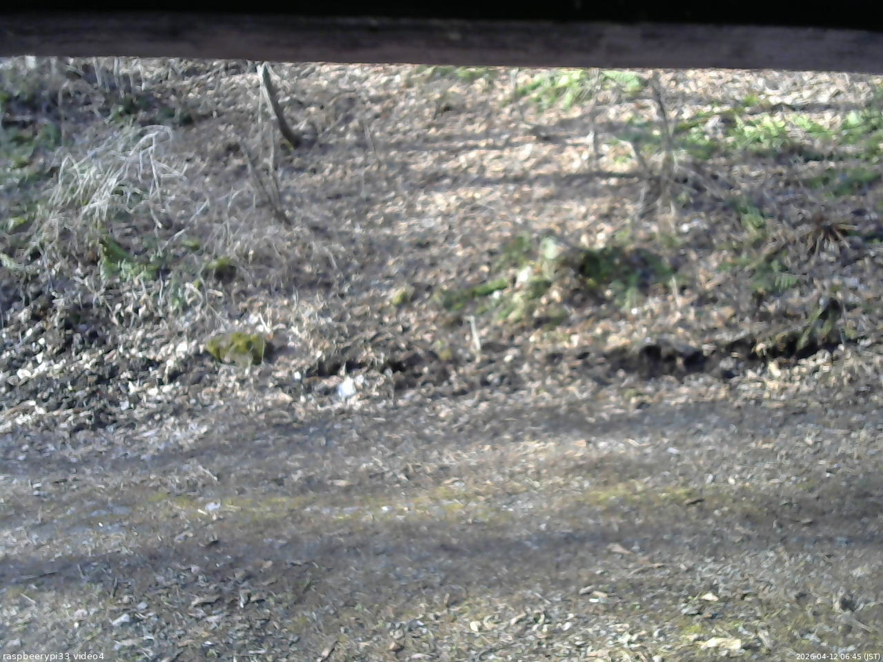 長野県菅平高原 ゆたか山荘 東側(坂下) 2026/04/12 06:45