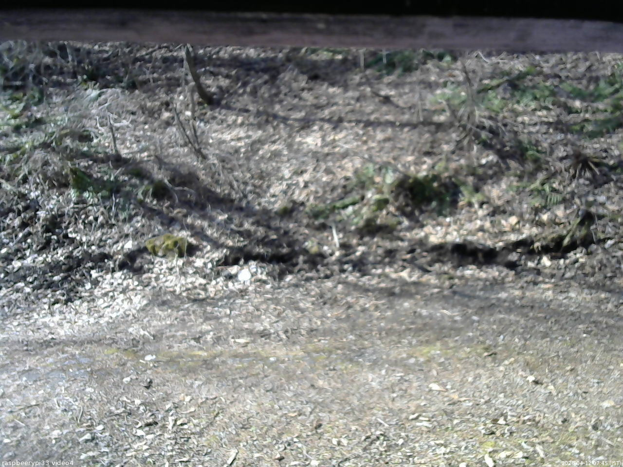 長野県菅平高原 ゆたか山荘 東側(坂下) 2026/04/12 07:45