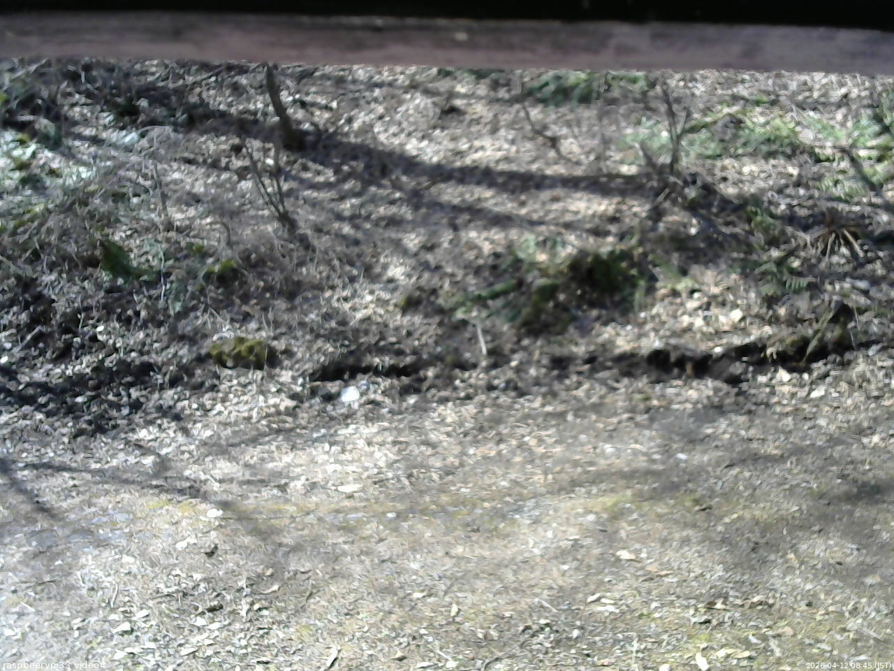 長野県菅平高原 ゆたか山荘 東側(坂下) 2026/04/12 08:45