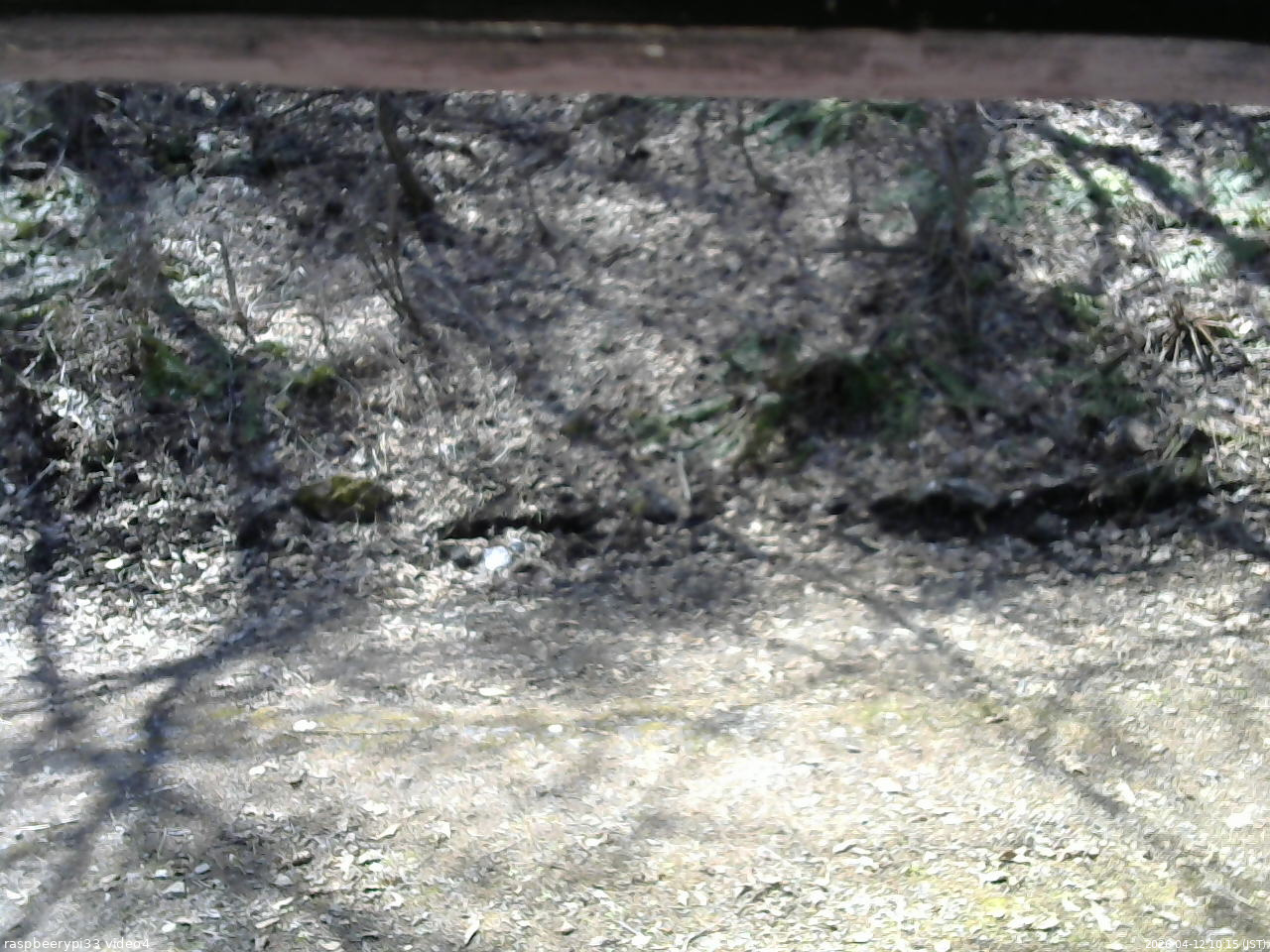 長野県菅平高原 ゆたか山荘 東側(坂下) 2026/04/12 10:15