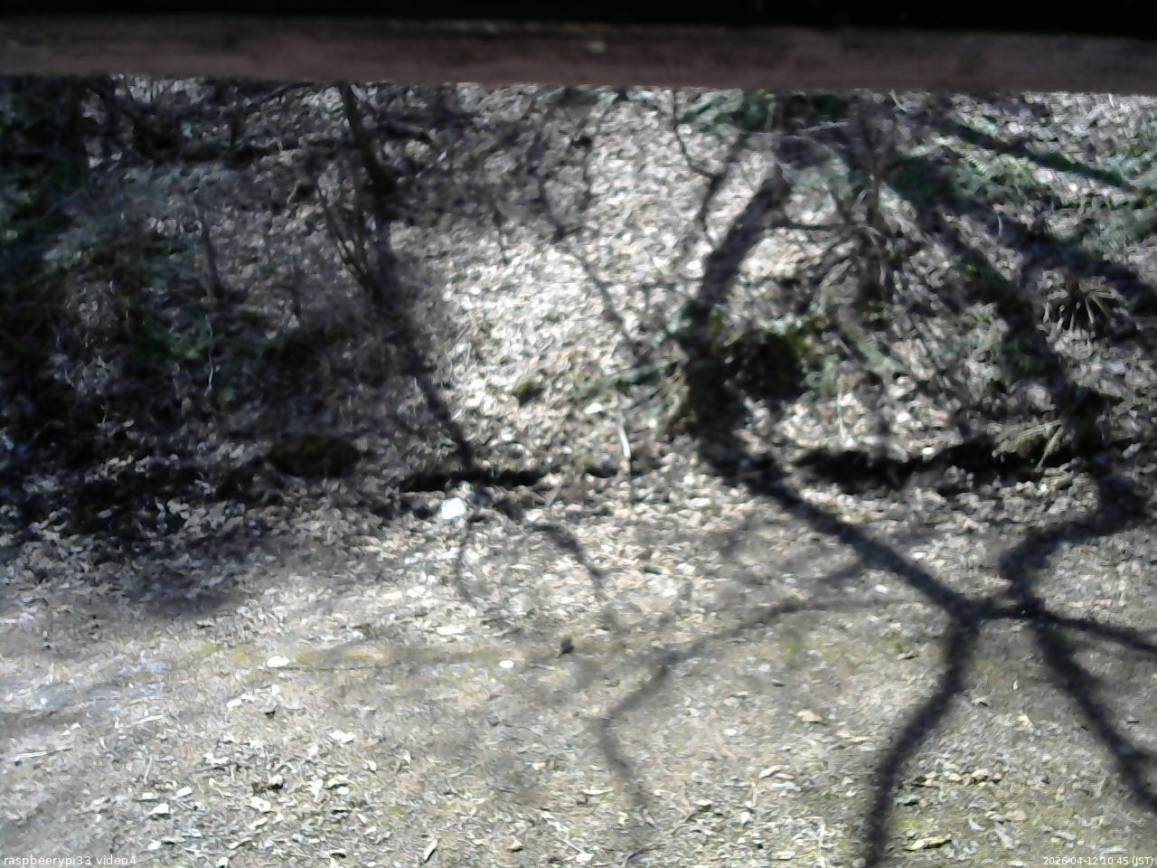 長野県菅平高原 ゆたか山荘 東側(坂下) 2026/04/12 10:45