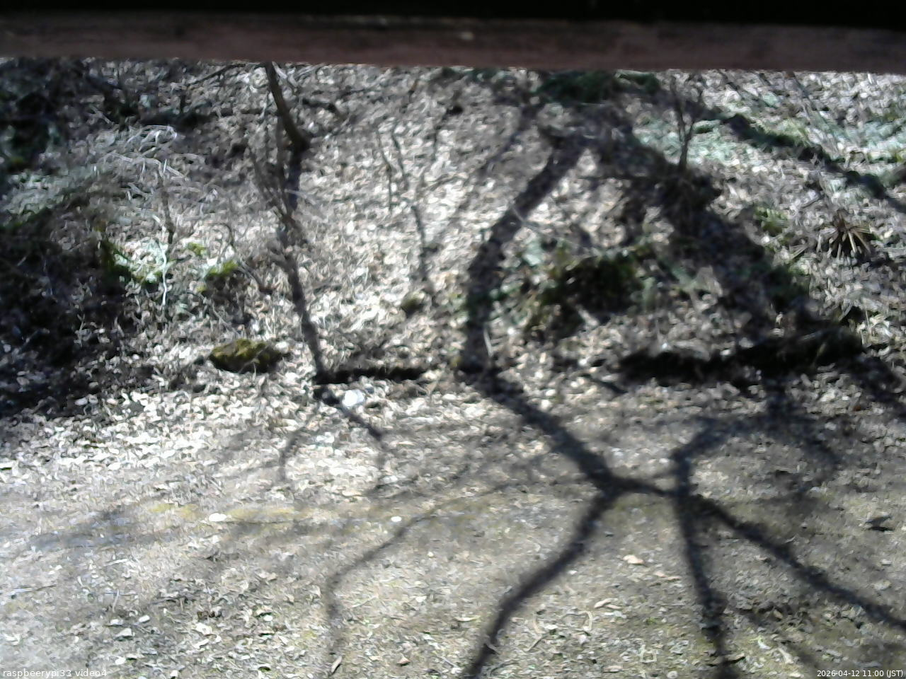 長野県菅平高原 ゆたか山荘 東側(坂下) 2026/04/12 11:00