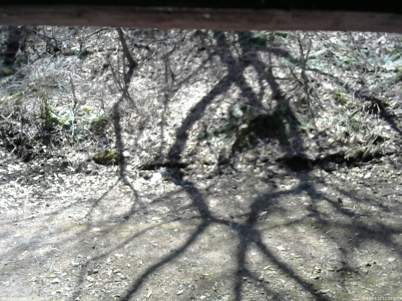 長野県菅平高原 ゆたか山荘 東側(坂下) 2026/04/12 11:15