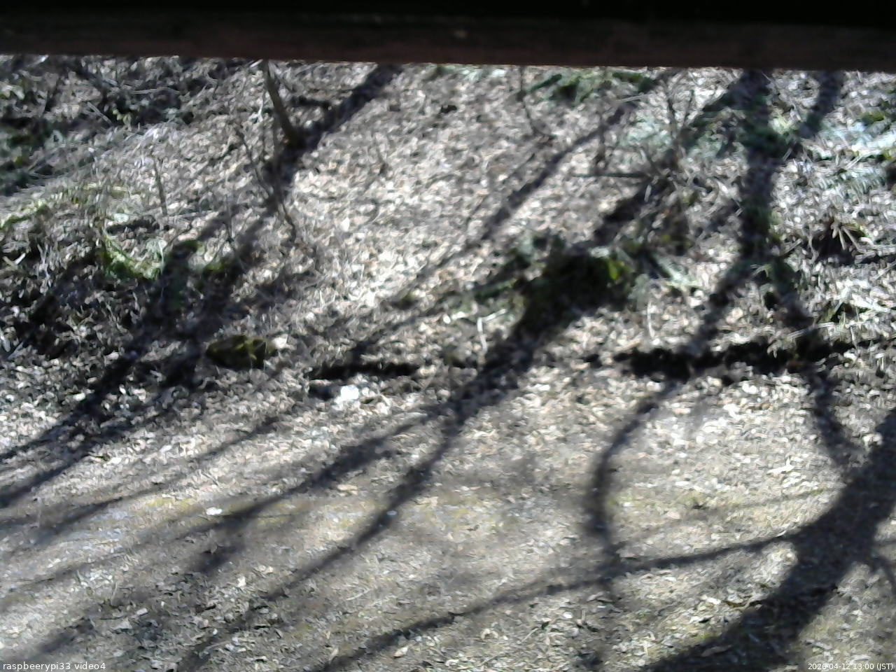 長野県菅平高原 ゆたか山荘 東側(坂下) 2026/04/12 13:00