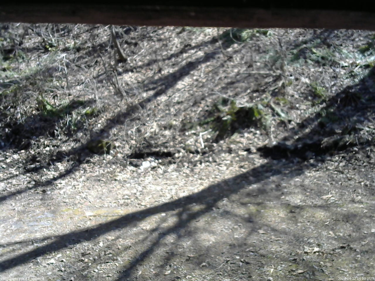 長野県菅平高原 ゆたか山荘 東側(坂下) 2026/04/12 14:00