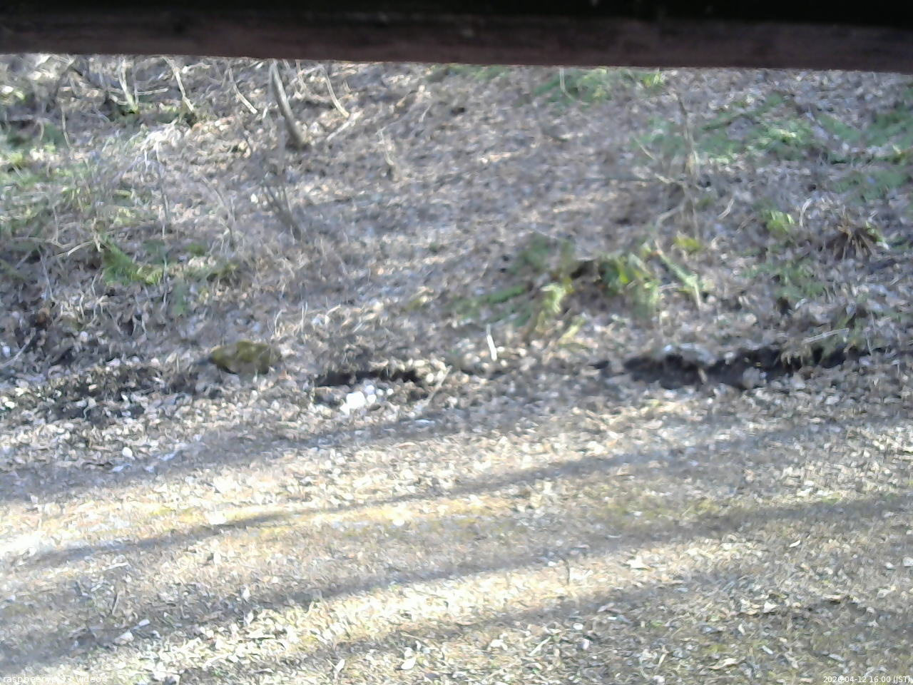 長野県菅平高原 ゆたか山荘 東側(坂下) 2026/04/12 16:00