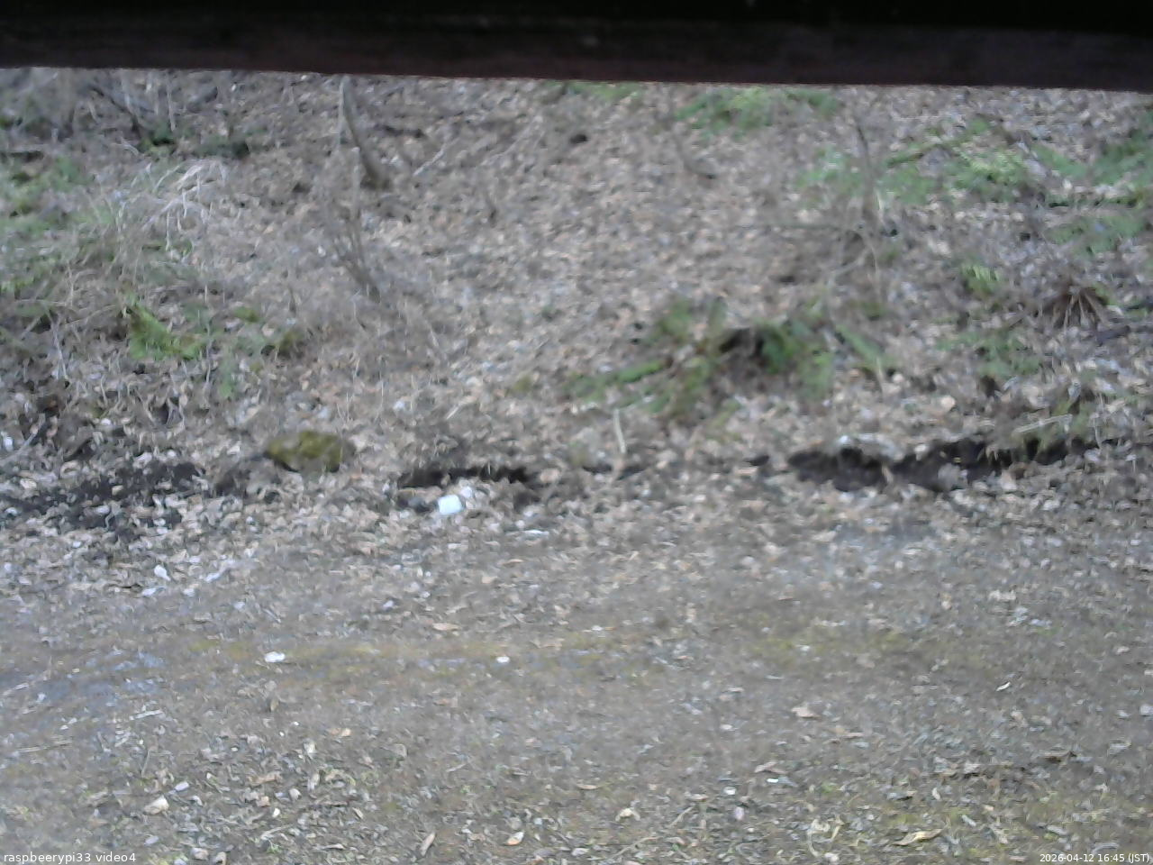 長野県菅平高原 ゆたか山荘 東側(坂下) 2026/04/12 16:45