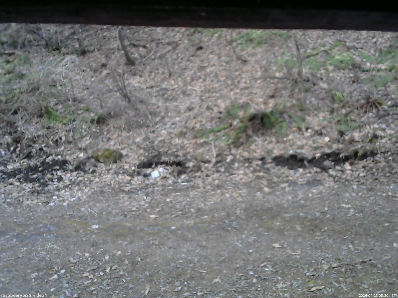 長野県菅平高原 ゆたか山荘 東側(坂下) 2026/04/13 05:30