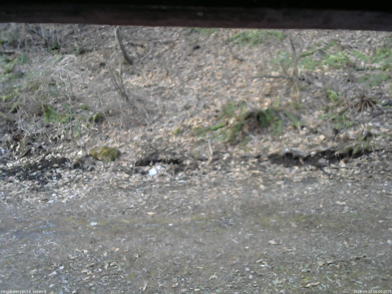 長野県菅平高原 ゆたか山荘 東側(坂下) 2026/04/13 06:00
