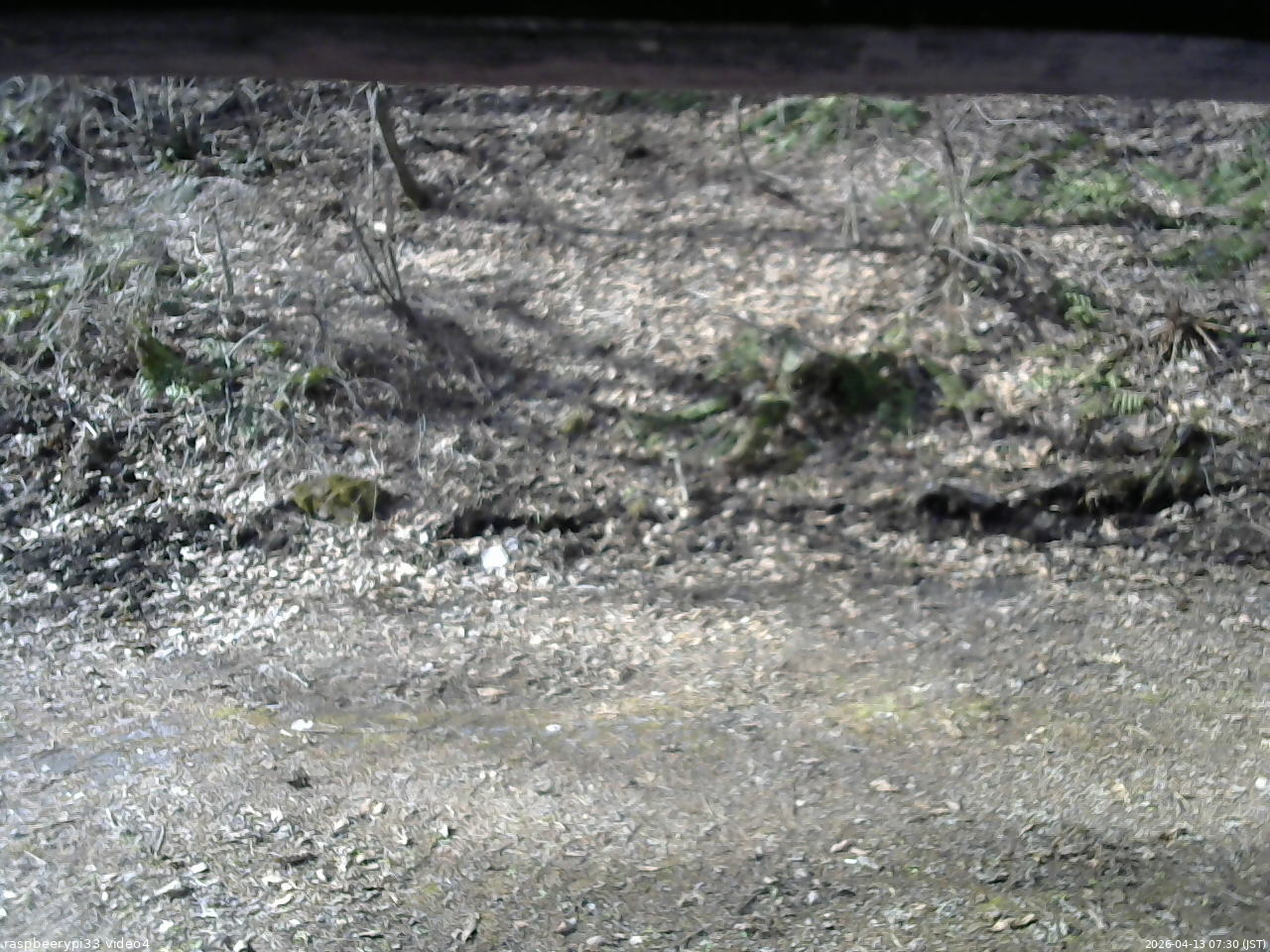 長野県菅平高原 ゆたか山荘 東側(坂下) 2026/04/13 07:30