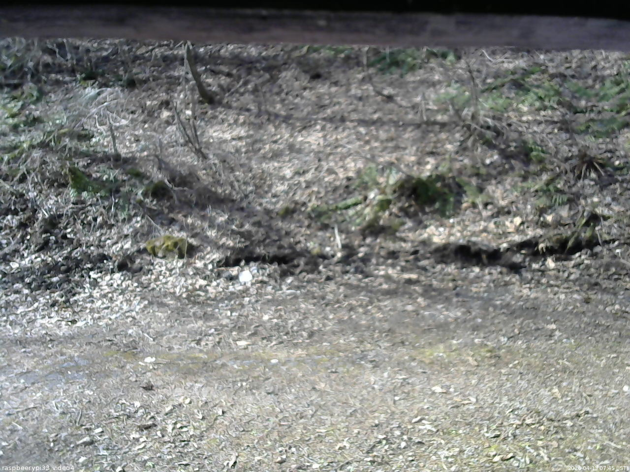 長野県菅平高原 ゆたか山荘 東側(坂下) 2026/04/13 07:45