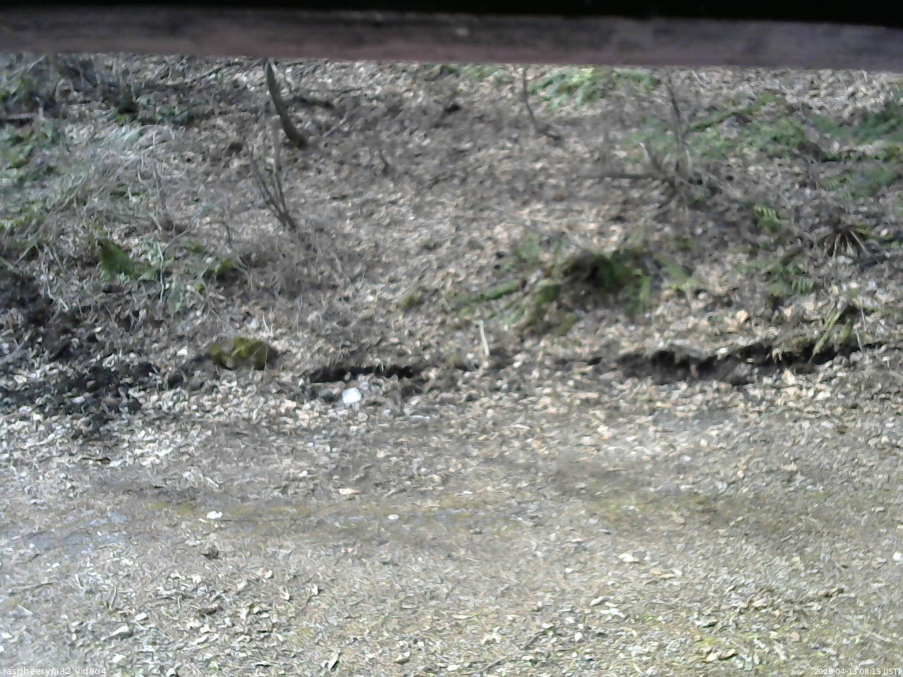 長野県菅平高原 ゆたか山荘 東側(坂下) 2026/04/13 08:15