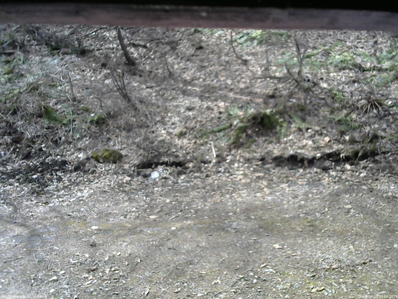 長野県菅平高原 ゆたか山荘 東側(坂下) 2026/04/13 09:00