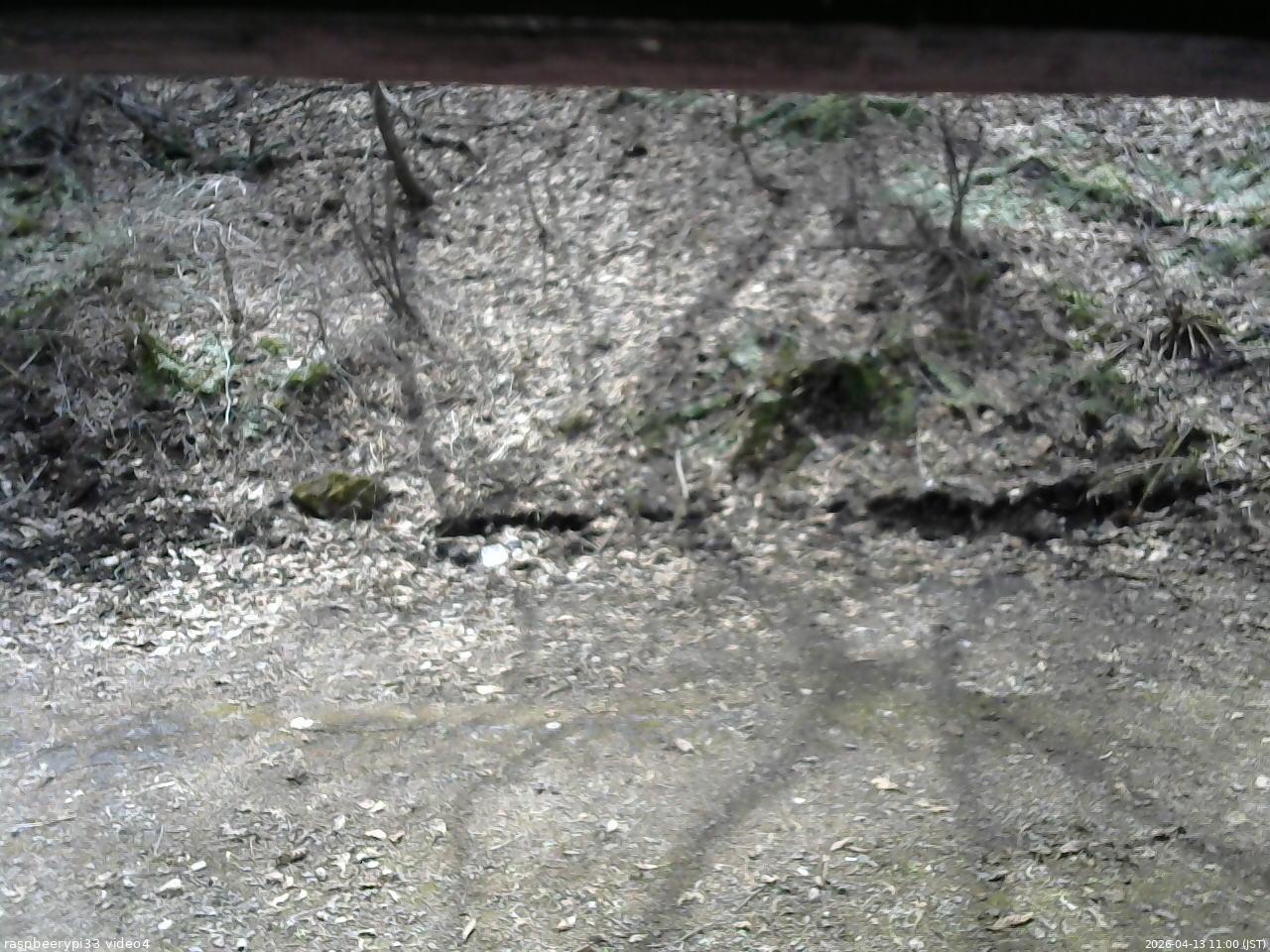 長野県菅平高原 ゆたか山荘 東側(坂下) 2026/04/13 11:00