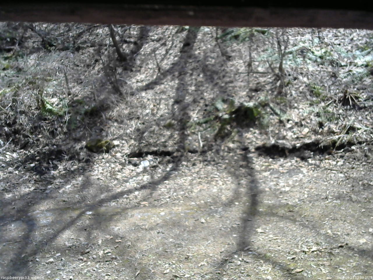 長野県菅平高原 ゆたか山荘 東側(坂下) 2026/04/13 12:00