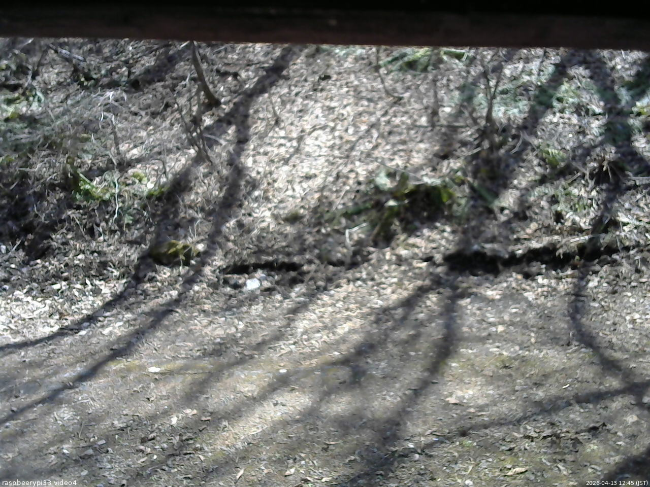 長野県菅平高原 ゆたか山荘 東側(坂下) 2026/04/13 12:45