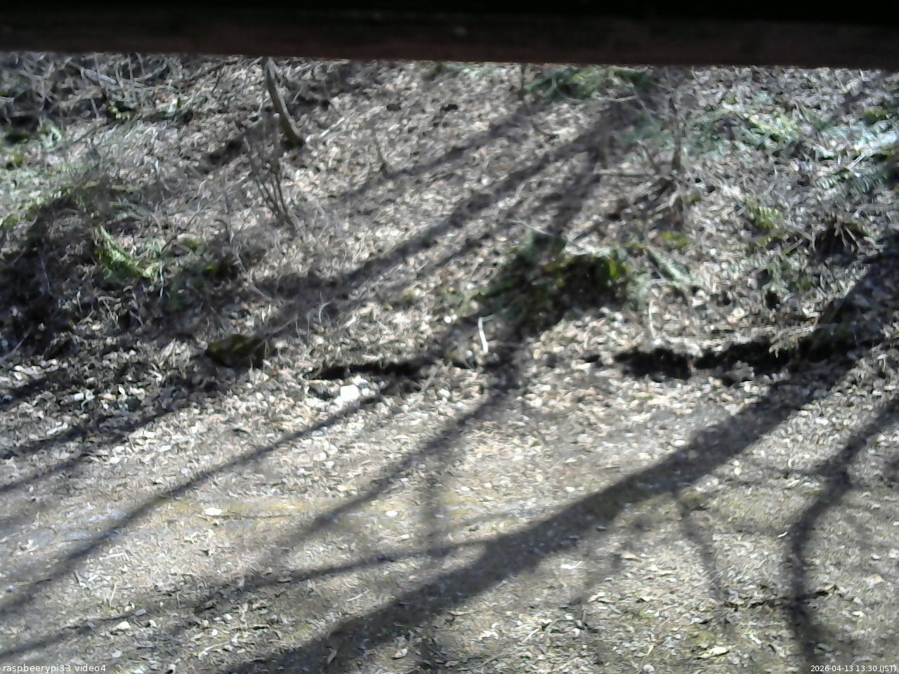 長野県菅平高原 ゆたか山荘 東側(坂下) 2026/04/13 13:30