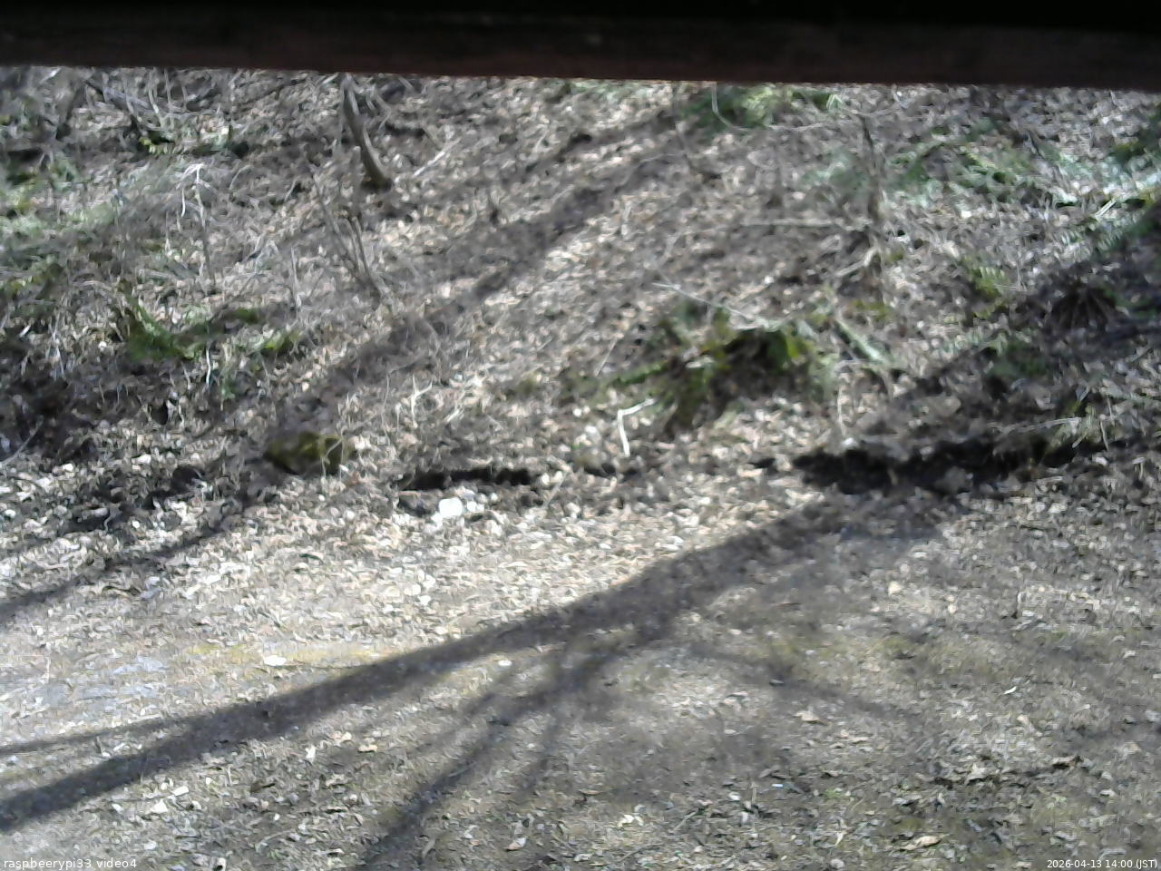 長野県菅平高原 ゆたか山荘 東側(坂下) 2026/04/13 14:00