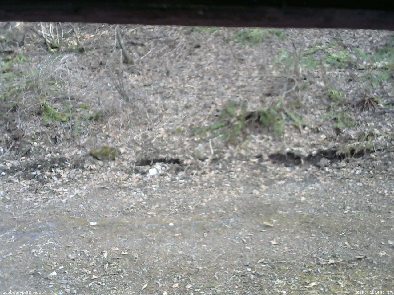 長野県菅平高原 ゆたか山荘 東側(坂下) 2026/04/13 16:30