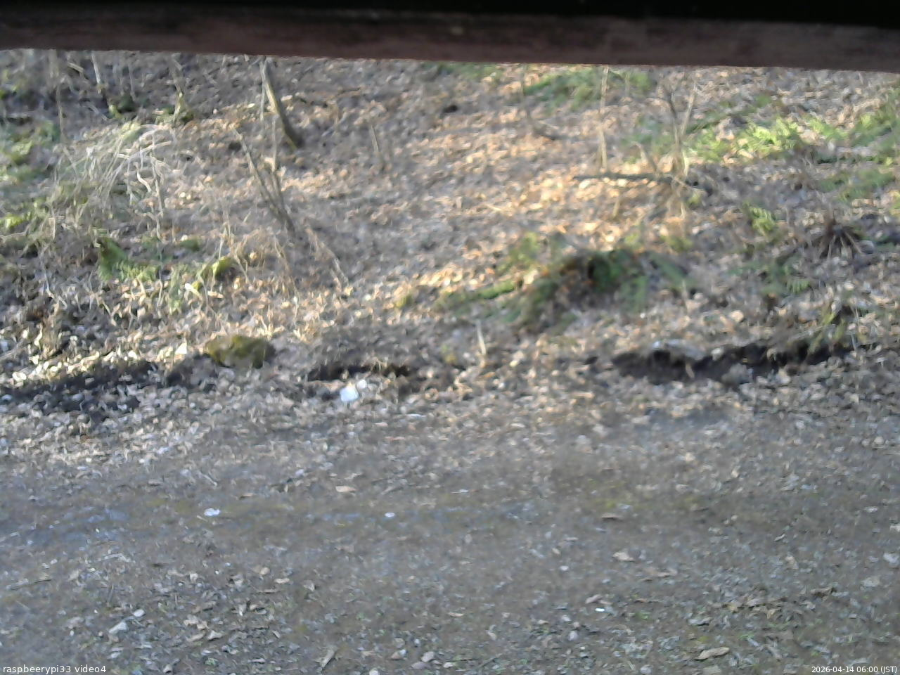 長野県菅平高原 ゆたか山荘 東側(坂下) 2026/04/14 06:00