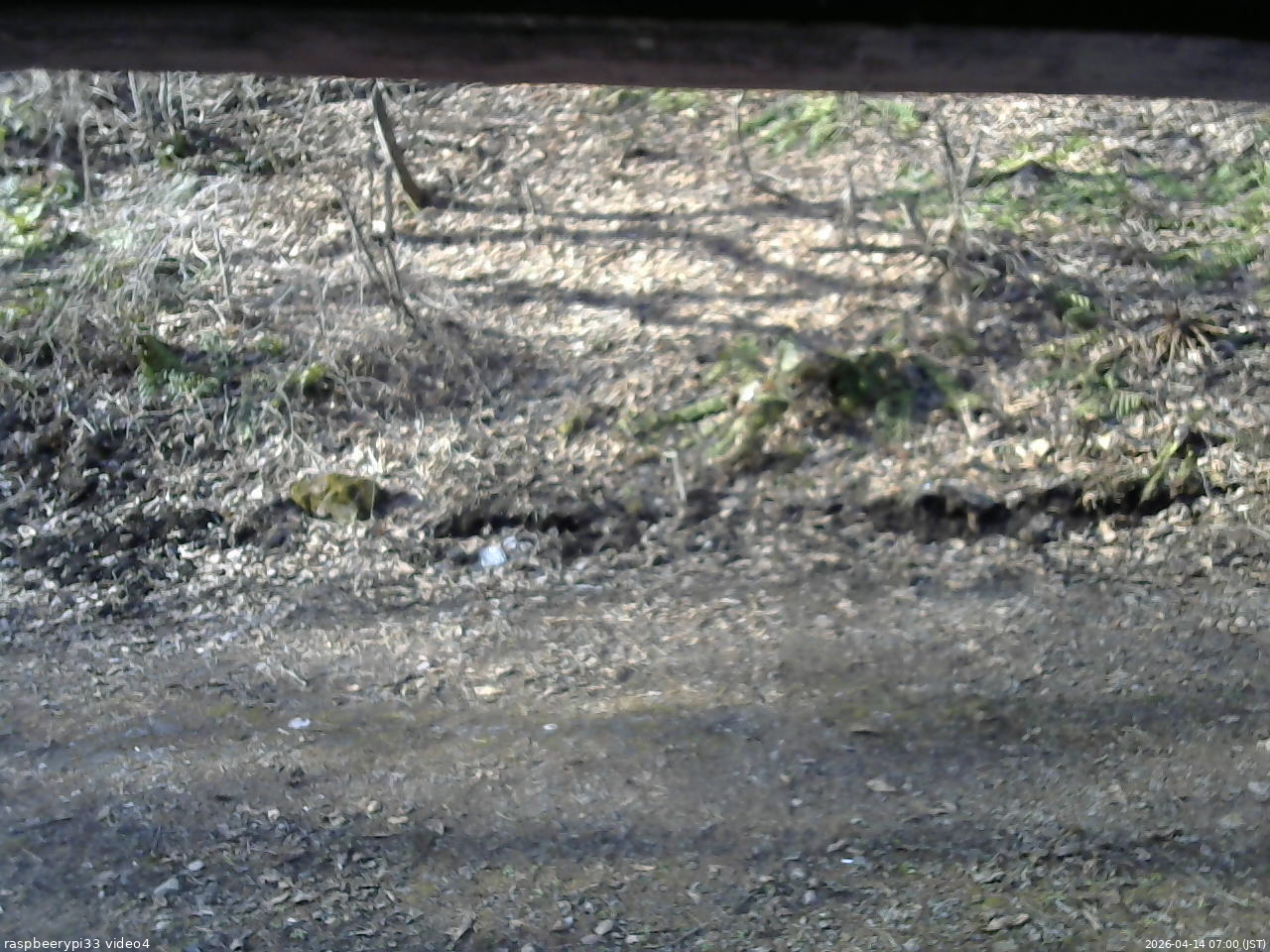 長野県菅平高原 ゆたか山荘 東側(坂下) 2026/04/14 07:00