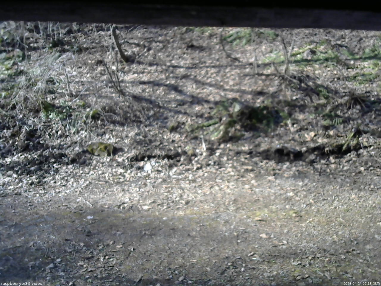 長野県菅平高原 ゆたか山荘 東側(坂下) 2026/04/14 07:15