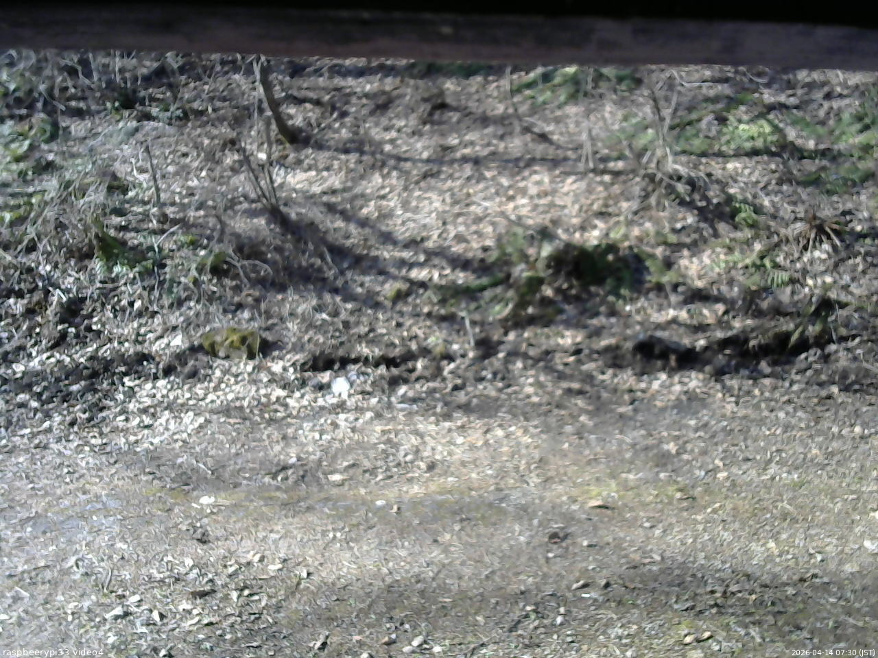 長野県菅平高原 ゆたか山荘 東側(坂下) 2026/04/14 07:30