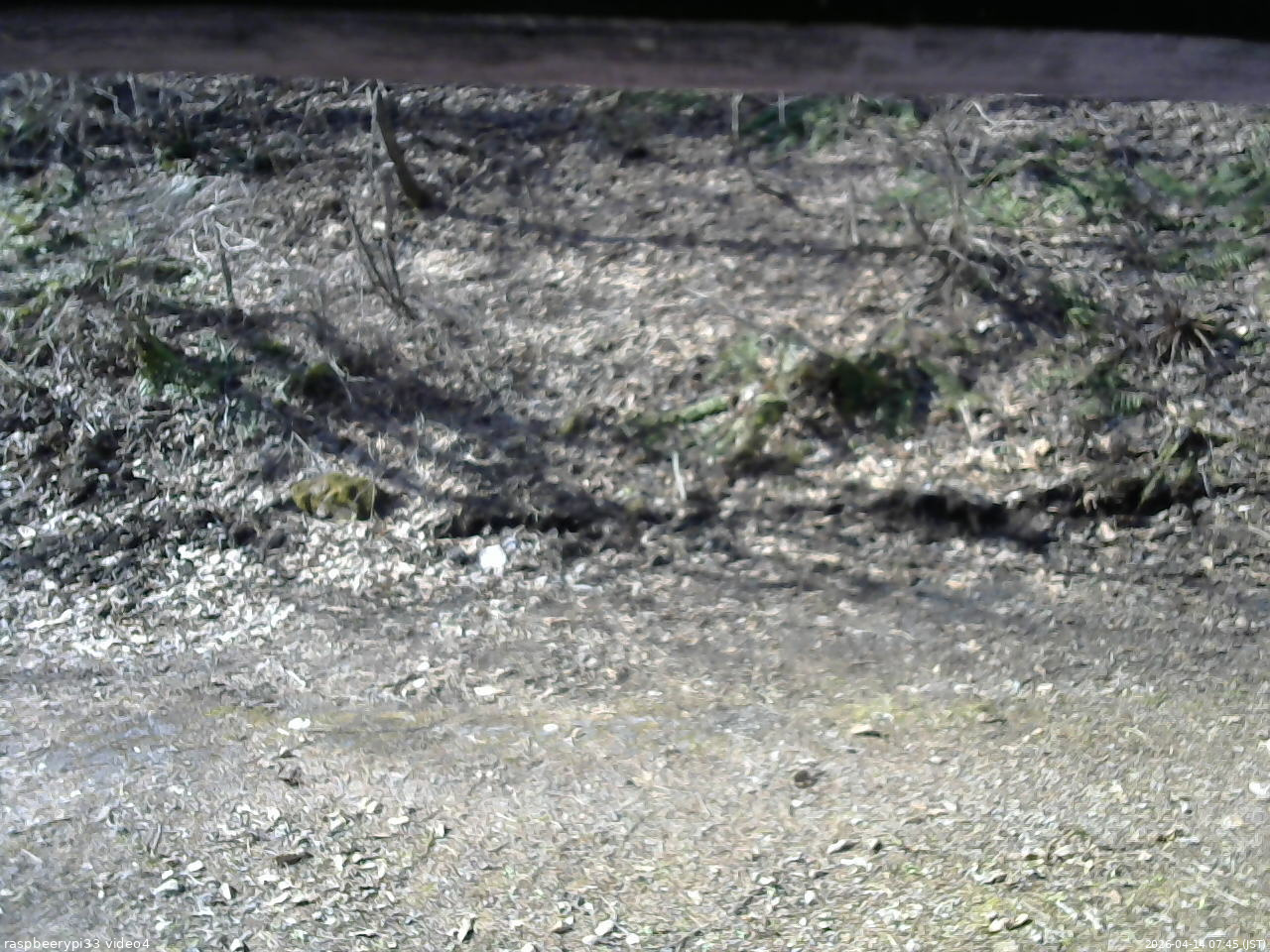 長野県菅平高原 ゆたか山荘 東側(坂下) 2026/04/14 07:45